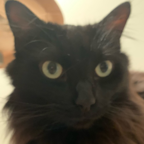 Meet your Posher, Lora - Picture 1 of 1